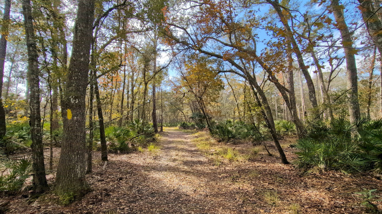 Hiking trail surrounded by trees in Dunns Creek State Park, Florida