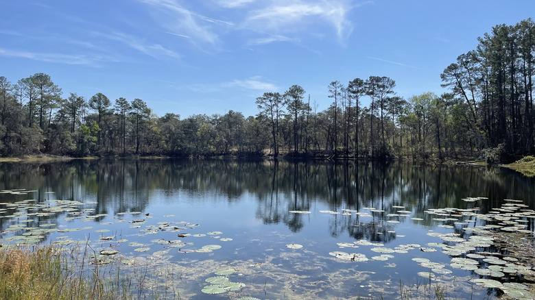 Pond with water lilies in Dunns Creek State Park, Florida