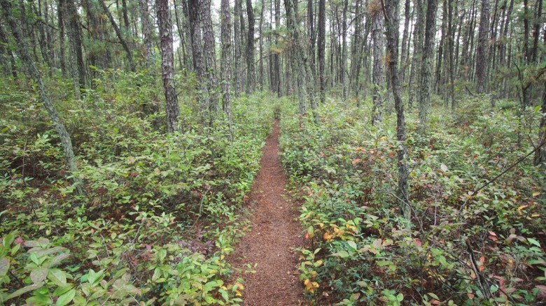 A secluded hiking trail cutting through Wharton State Forest