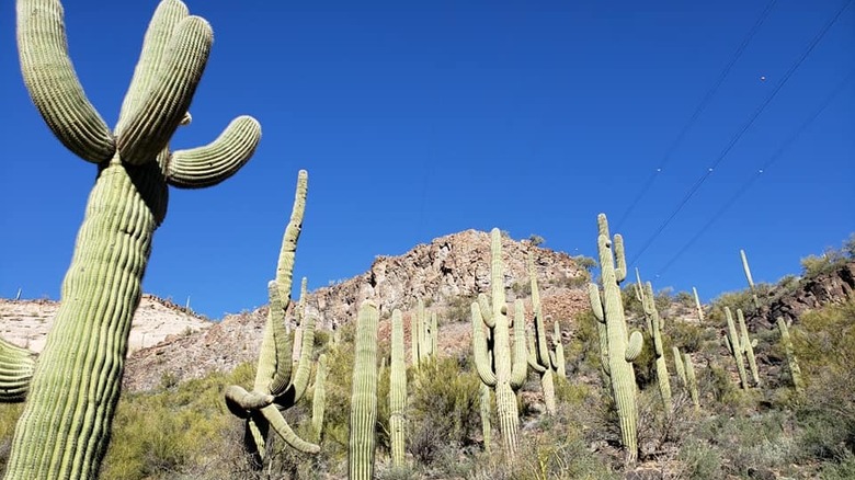 A forest of saguaro cacti near Burro Creek Campground