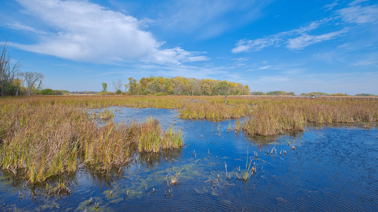 Horicon Marsh, the largest freshwater marsh in the U.S.