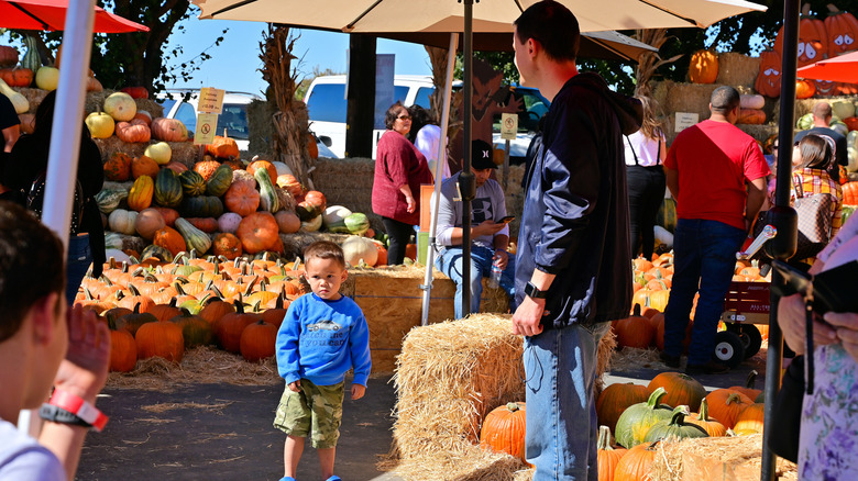 The pumpkin patch at the Fruit Barn in Turlock