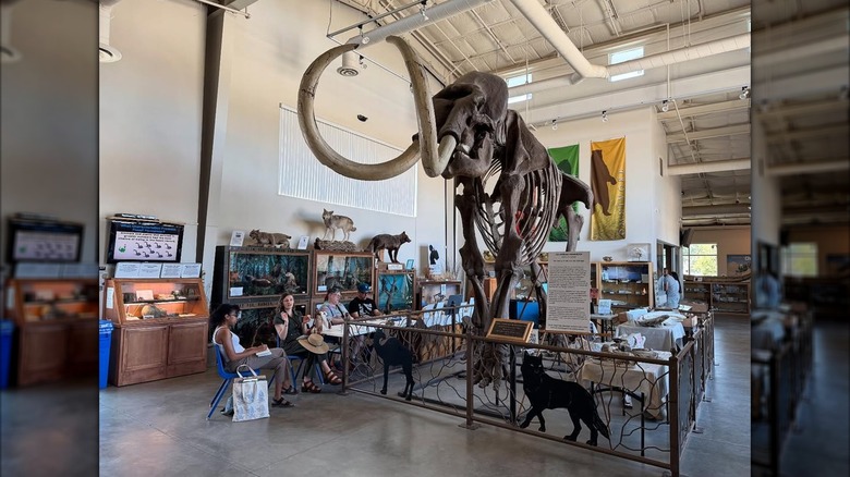 People drawing a mammoth at the Fossil Discovery Center of Madera County, Chowchilla, California