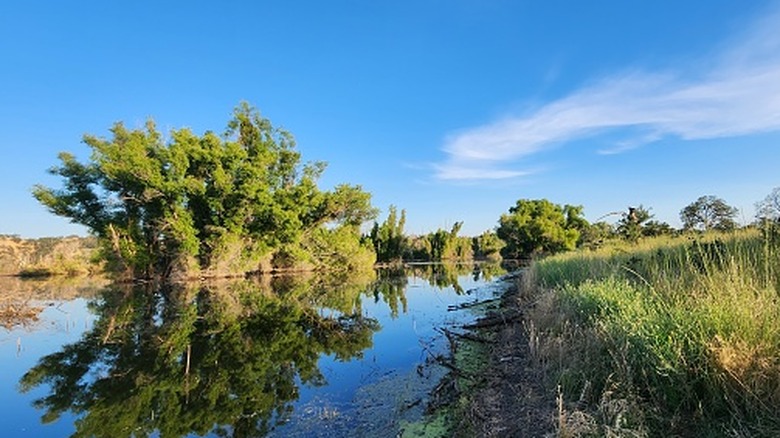 Trees in the middle of Black Butte Lake.