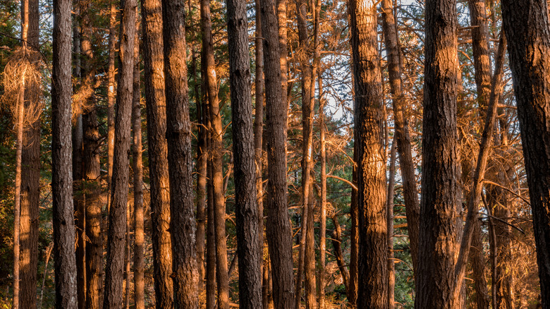 Sunlight illuminating trees at Portola Redwoods State Park, San Mateo County, California