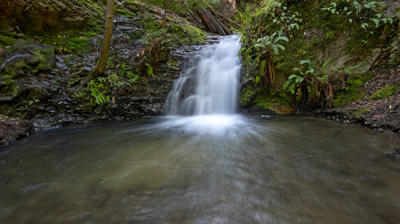 Tiptoe Falls in Portola Redwoods State Park