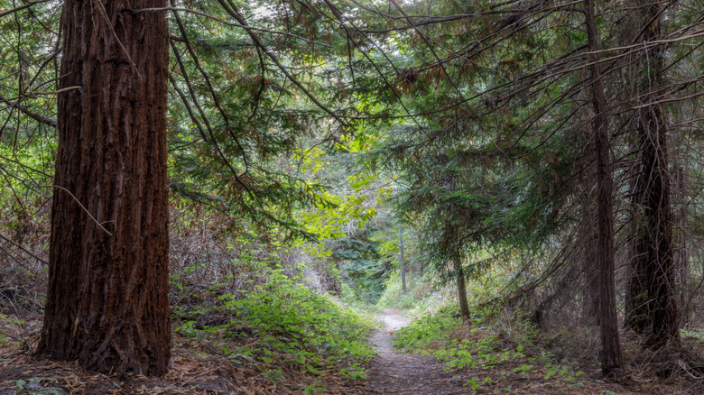 Footpath through the forest Portola Redwoods State Park, San Mateo County, California