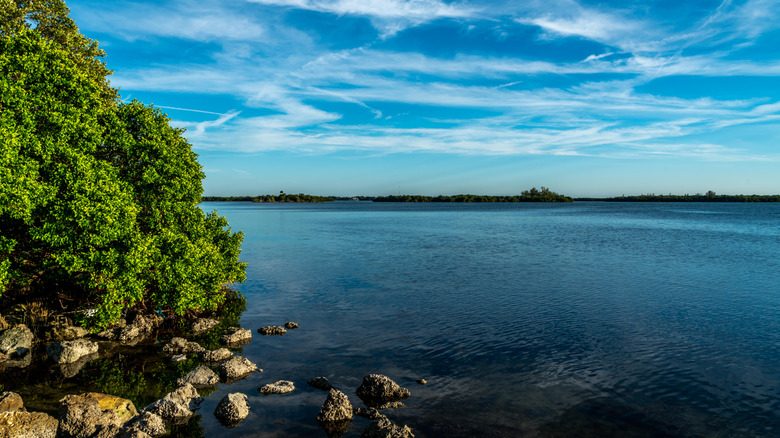 Trees and rocks by water with blue sky