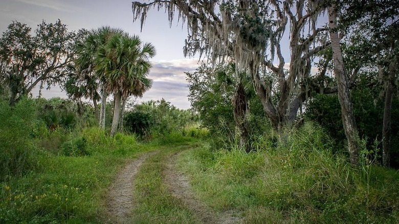 A trail going through woods