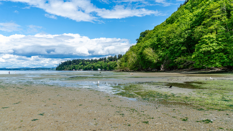 brown sand with shallow puddles, trees and sky