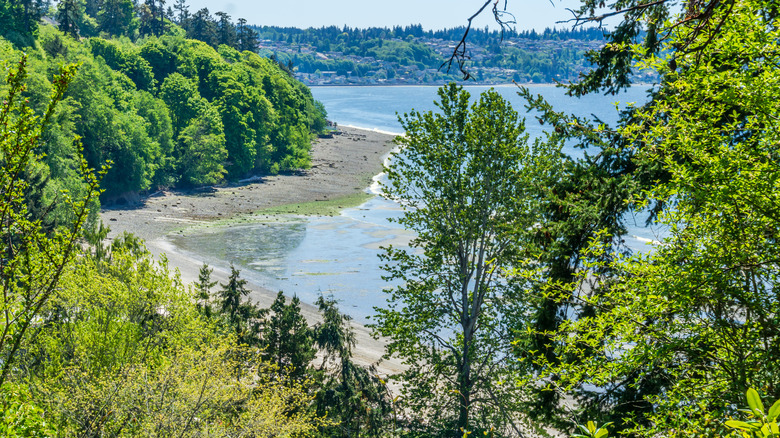 view of a beach and blue ocean through greenery