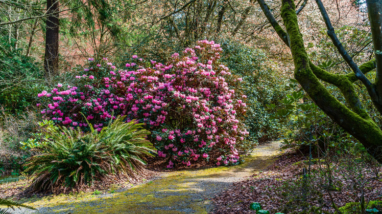 Giant pink Rhododendron bush at the Rhododendron Species Botanical Garden in Federal Way, Washington