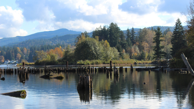 A wooded patch of Lake Whatcom with foliage and mountain views.