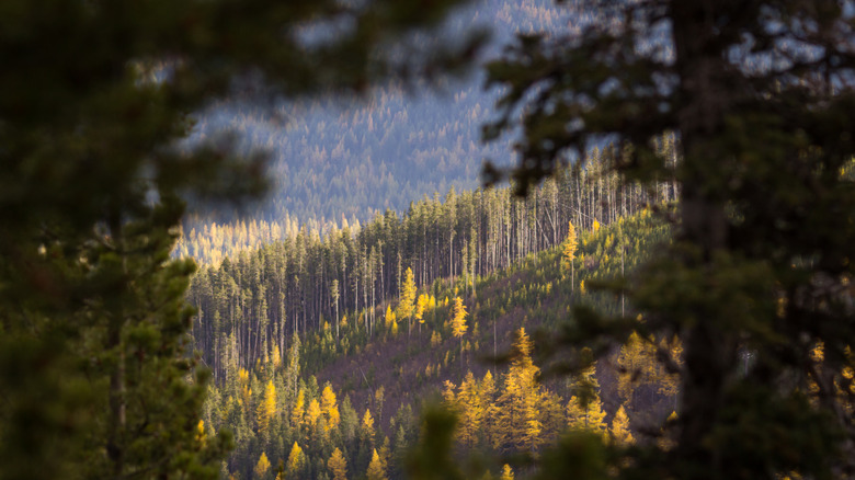 A view of trees and mountain slopes from a trail on Sherman Pass