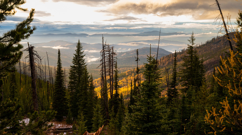 Trees with fall colors standing on the mountains of the Colville National Forest