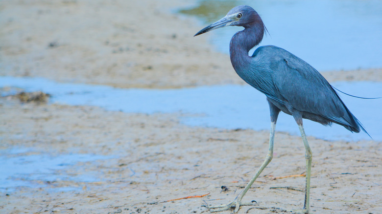 Little Blue Heron, Cedar Point Environmental Park, Grove City, FL