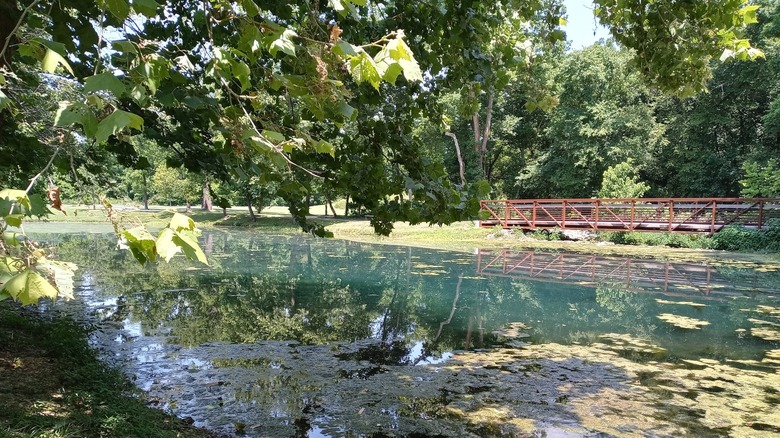 Greenery, water, and bridge in Flint Creek Nature Area in Gentry, Arkansas