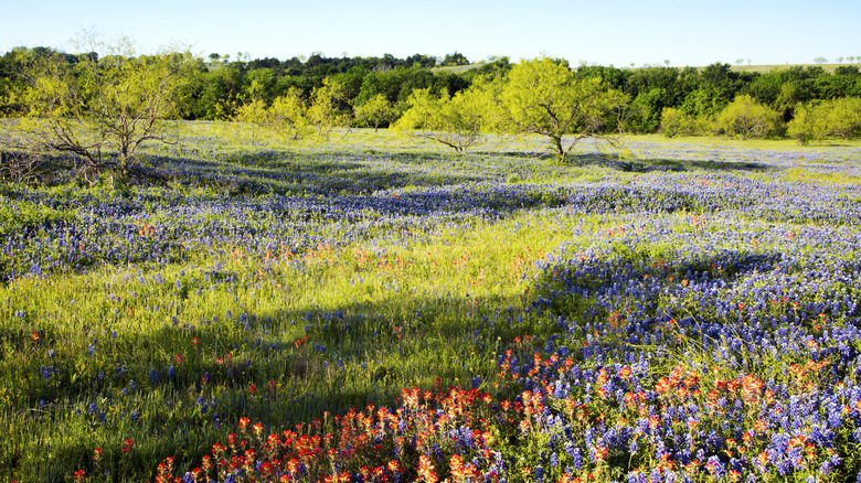 Bluebonnets and Castilleja flowers in Ennis Texas