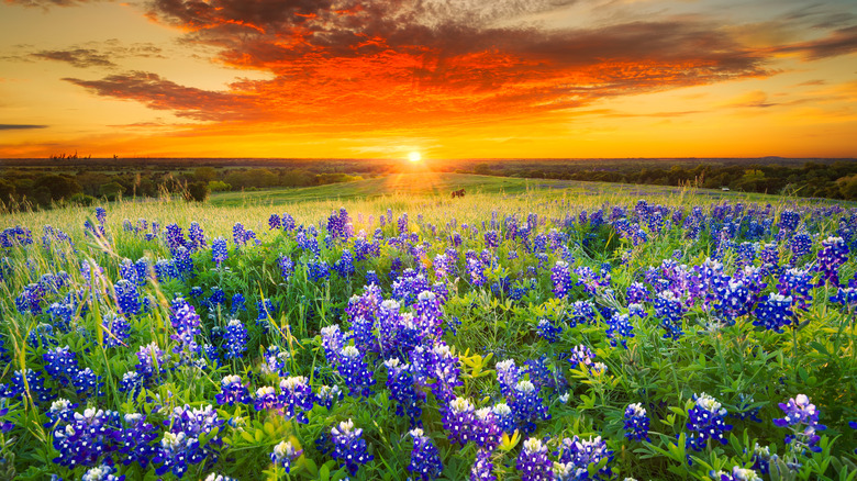 Texas Bluebonnet field at sunset