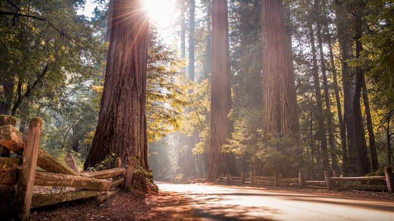 Big Basin Redwoods State Park