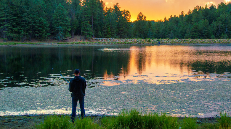 Man fishing on the shore of Arizona's Riggs Flat Lake on Mount Graham, Arizona