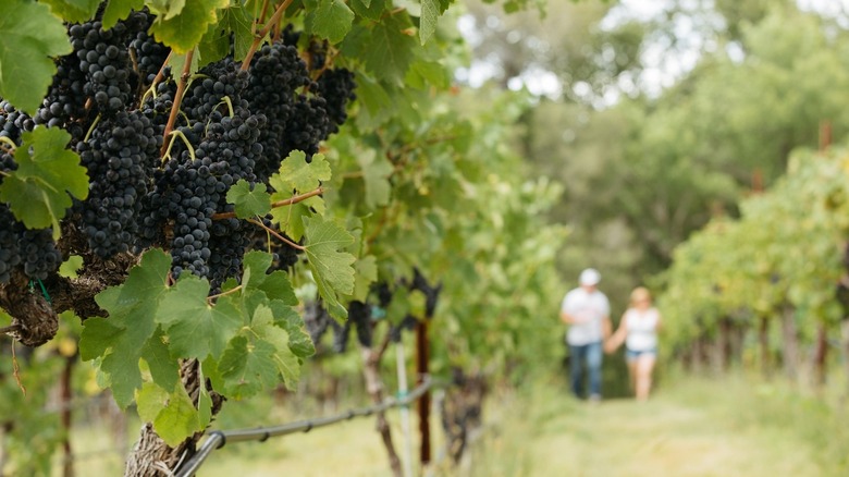 People walking in a Verde Valley vineyard near Cornville, Arizona