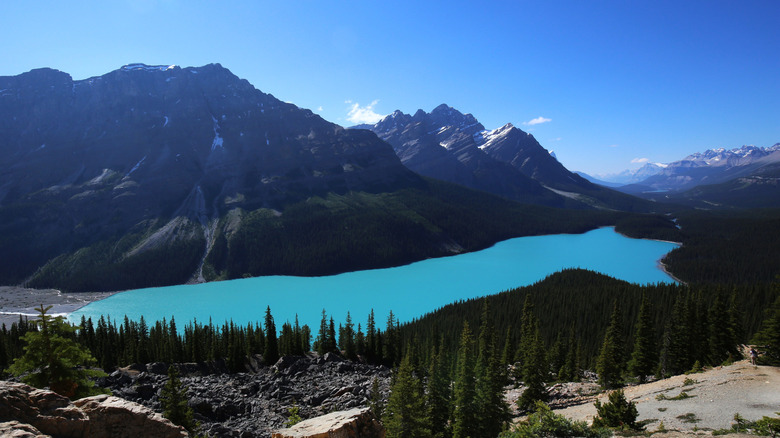 Aerial view of Peyto Lake's wolf-head silhouette