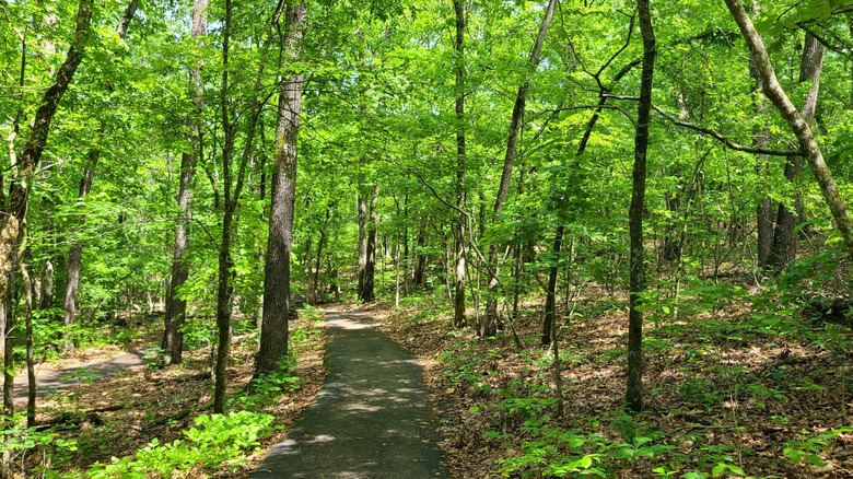 A trail running through the forest at the Ruth and Paul Henning Conservation Area, Branson, Missouri