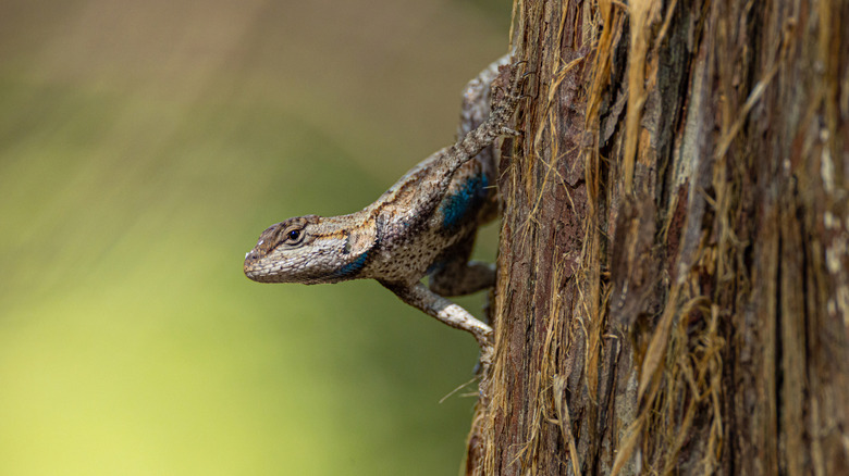 A collared lizard latched to a tree at the Ruth and Paul Henning Conservation Area, Branson, Missouri