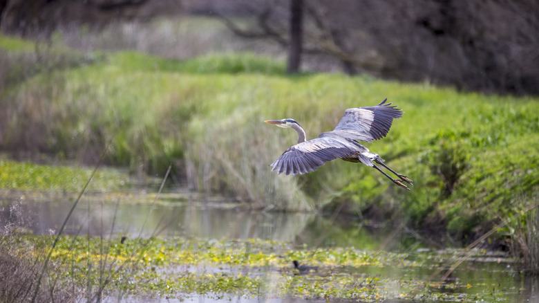 Great blue heron in flight at Merced National Wildlife Refuge, Merced, California