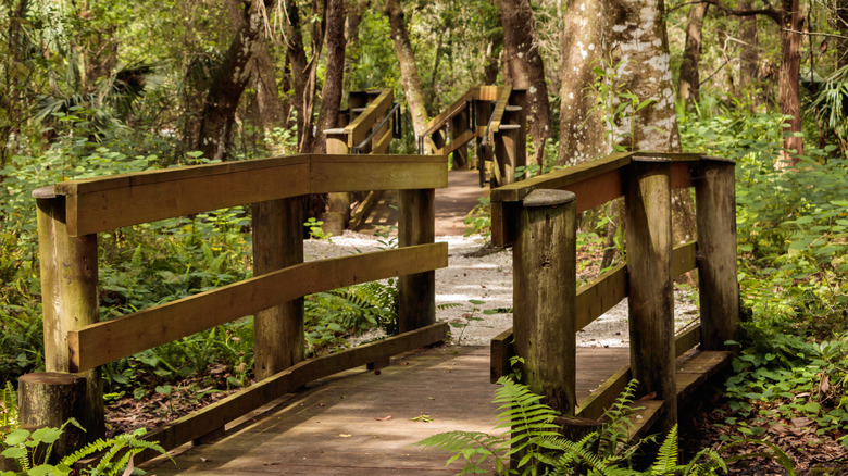 A wooden boardwalk on a trail