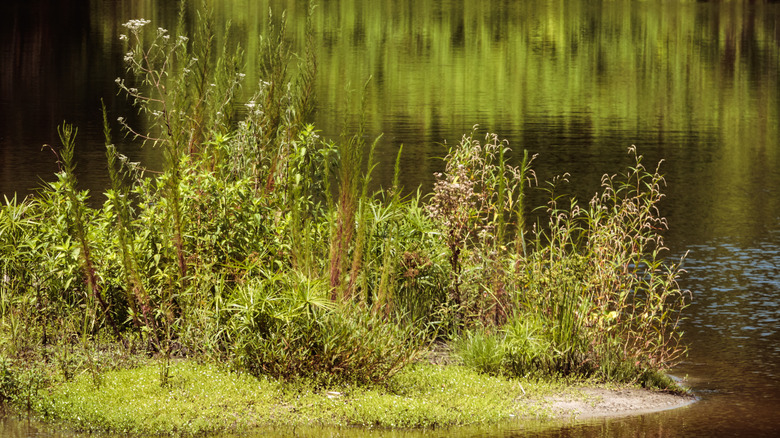 Green foliage surrounded by water
