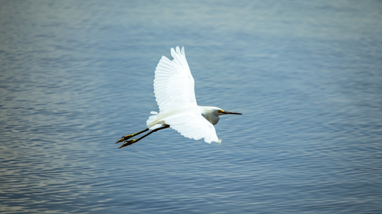 white bird flying across water