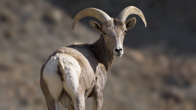 A desert bighorn sheep in Death Valley