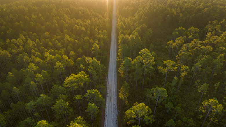 A road cutting through the Apalachicola Forest at sunrise, near Perry, FL