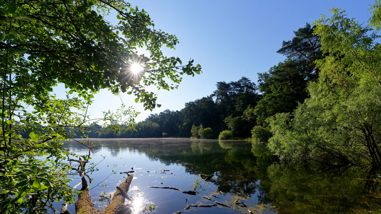 A serene pond in Forest de Compiègne