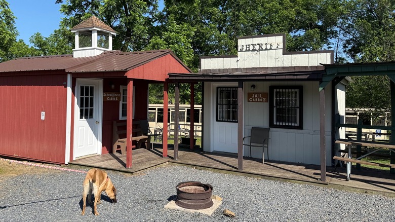 A dog sniffs the ground in front of two Old West-themed cabins at Artillery Ridge Campground.