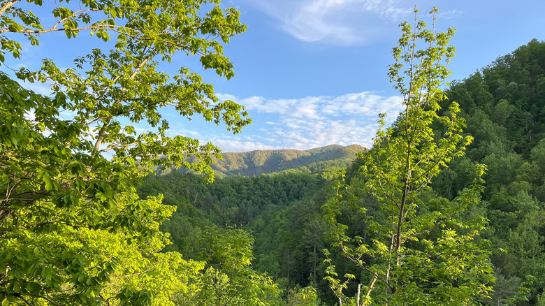 Distant, green mountains visible from the highest point of the Spruce Flats Falls Hike