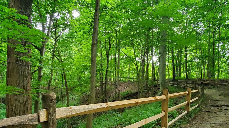 A wooden fence meanders up a hill surrounded by a dirt path on the right side and lush, green ferns and trees on the left side
