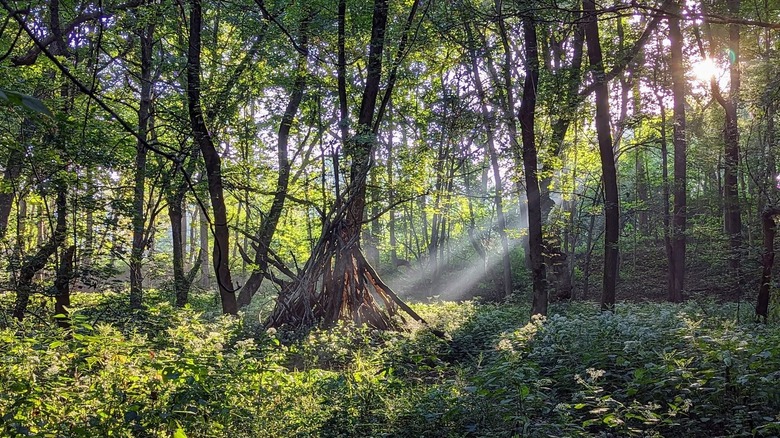 Light rays filter through bright green foliage and tree trunks, landing on a patch of green brush and grass on the forest floor