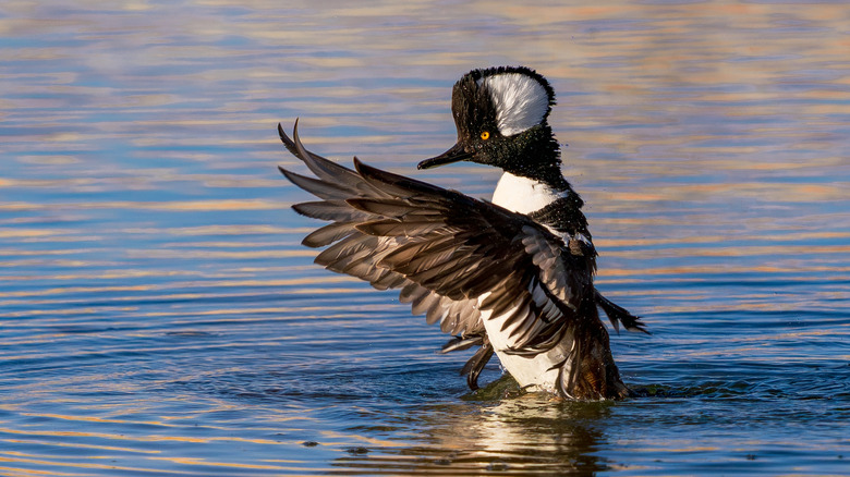 Hooded merganser in pond