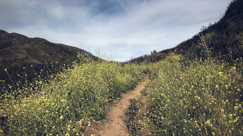 A trail in Solstice Canyon in spring, with wildflowers in bloom