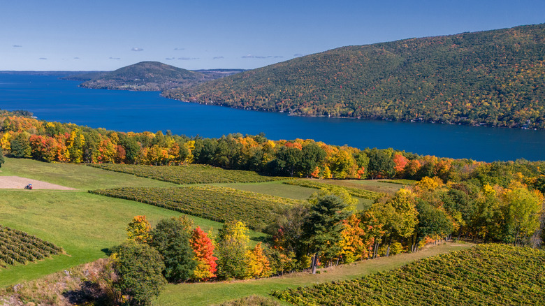 View of vineyards overlooking Canandaigua Lake
