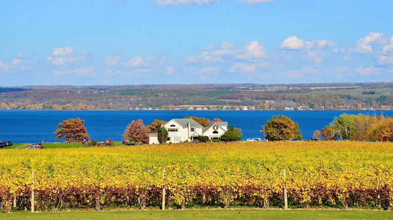 Winery with lake and vineyards