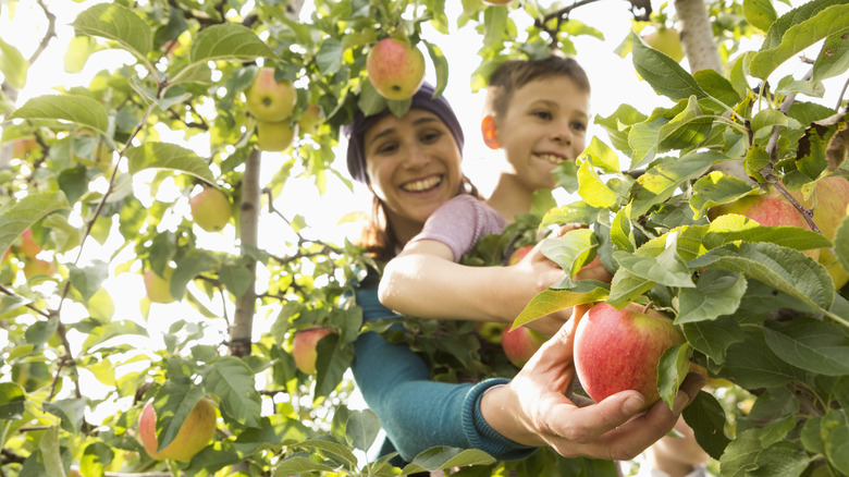 A mother and son picking apples in an orchard together.