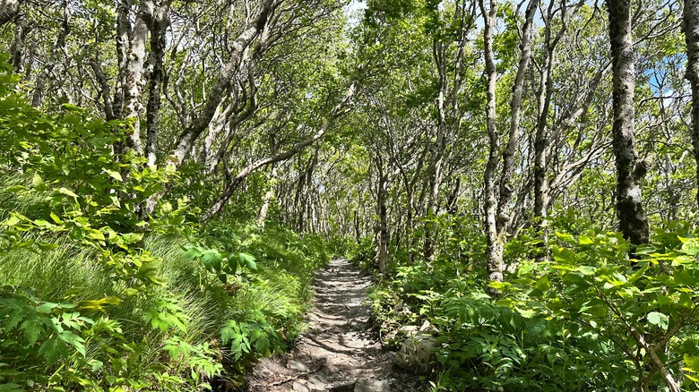 Rocky forest trail in North Carolina's Elk Knob State Park