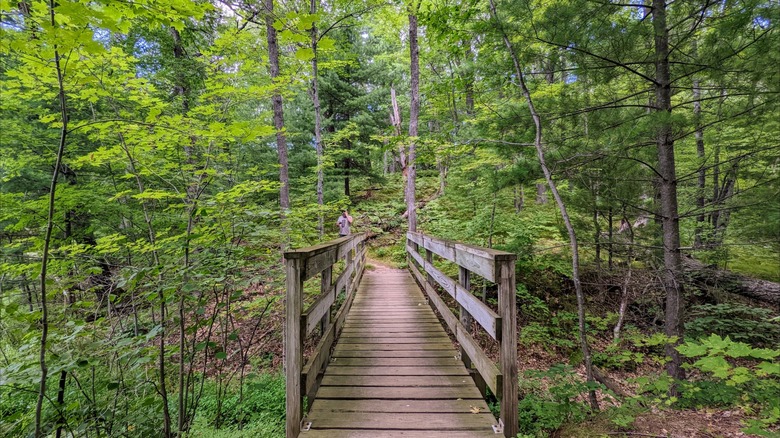A wooden footbridge surrounded by a lush green forest at Chippewa Moraine State Recreation Area, Wisconsin