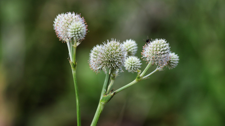 Closeup of a rattlesnake master