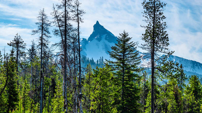 Oregon forest with Mount Thielson in background