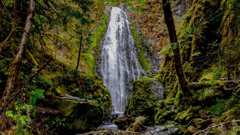 Susan Creek Falls surrounded by greenery